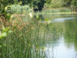 voda_osnovna3-300x225 Danes je svetovni dan voda