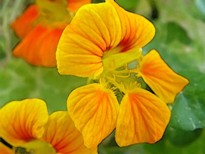 flora Konvencija CITES