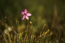 flower Finale Ekokviza v znamenju Nature 2000
