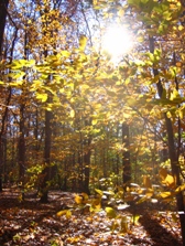 gozd »Diplomatski gozd«