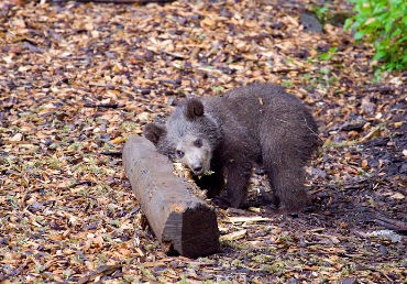 pombi Medo dan v Živalskem vrtu Ljubljana