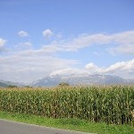 koruzno-polje-150x150 Ministri o gensko spremenjeni koruzi