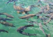 ribe Zaščita evropske naravne dediščine