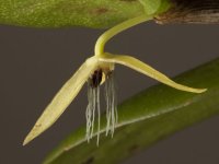 orhideja Ponoči cvetoča orhideja