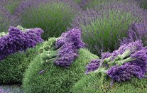 sivka Osvežilci prostora onesnažujejo naše prostore